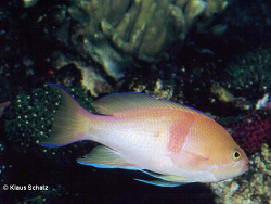 Pseudanthias rubrizonatus Pseudanthias rubrizonatus