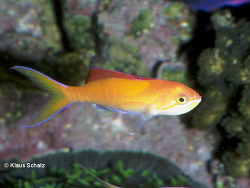 Pseudanthias dispar Pseudanthias dispar