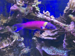 Thalassoma_lucasanum Thalassoma_lucasanum