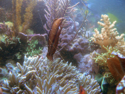 Novaculichthys macrolepidotus  Novaculichthys macrolepidotus