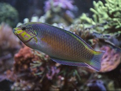 Moyeri Männchen Moyeri Männchen