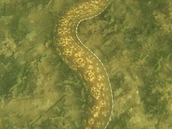 mallorca Cala Bona  mallorca Cala Bona