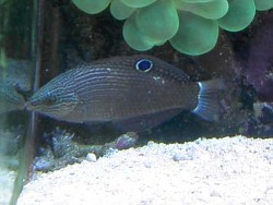 Marginatus Marginatus