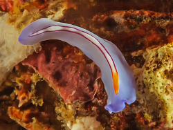 Pseudoceros bifurcus Pseudoceros bifurcus