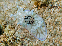 Blasenschnecke, Micromelo undatus Blasenschnecke, Micromelo undatus