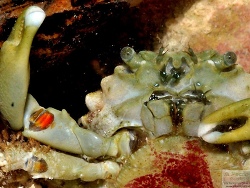 Mithraculus sculptus Mithraculus sculptus