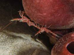 Tanzgarnele, Rhynchocinetes durbanensis Tanzgarnele, Rhynchocinetes durbanensis