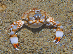 Kugelkrabbe, Leucosia anatum Kugelkrabbe, Leucosia anatum