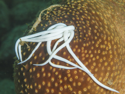 Stachlige Seewalze - Cuvier'sche Schläuche, Holothuria aculeata Stachlige Seewalze - Cuvier'sche Schläuche, Holothuria aculeata
