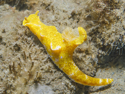 Prachtsternschnecke, Ceratosoma tenue Prachtsternschnecke, Ceratosoma tenue