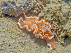 Prachtsternschnecke, Glossodoris rufomarginata Prachtsternschnecke, Glossodoris rufomarginata