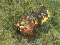 Flamboyant-Sepia, Metasepia pfefferi Flamboyant-Sepia, Metasepia pfefferi