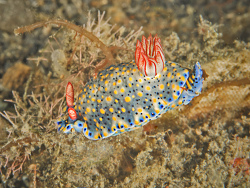 Prachtsternschnecke, Hypselodoris infucata Prachtsternschnecke, Hypselodoris infucata
