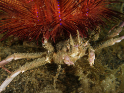 Seeigel-Krabbe, Dorippe frascone + Roter Diadem Seeigel, Astropyga radiata Seeigel-Krabbe, Dorippe frascone + Roter Diadem Seeigel, Astropyga radiata