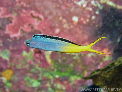 Foto: Jervis Bay, New South Wales, Australien Foto: Jervis Bay, New South Wales, Australien