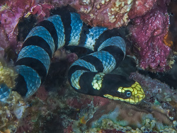 Gelblippen-Seeschlange, Laticauda colubrina Gelblippen-Seeschlange, Laticauda colubrina