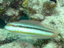 Halichoeres bivittatus Halichoeres bivittatus