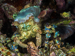 Tarnkrabbe, Cyclocoeloma tuberculata Tarnkrabbe, Cyclocoeloma tuberculata