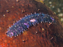 Seewalzen-Schuppenwurm, Gastrolepidia clavigera Seewalzen-Schuppenwurm, Gastrolepidia clavigera