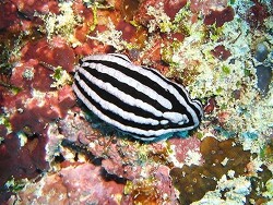 Phyllidiella zeylanica Phyllidiella zeylanica