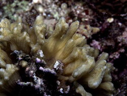 Pectinia alcicornis Pectinia alcicornis