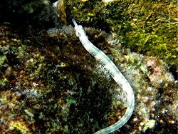 Corythoichthys schultzi, copyright by Aitsch-Pi  Corythoichthys schultzi, copyright by Aitsch-Pi