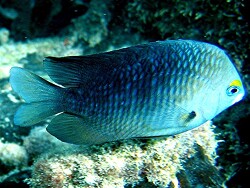 Stegastes planifrons, Copyright by Aitsch-Pi Stegastes planifrons, Copyright by Aitsch-Pi