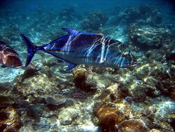 Caranx melampygus, Copyright by Aitsch-Pi Caranx melampygus, Copyright by Aitsch-Pi