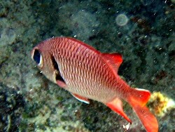 Myripristis murdjan - MLE - Nakatsha Fushi - Mas Tilla Myripristis murdjan - MLE - Nakatsha Fushi - Mas Tilla
