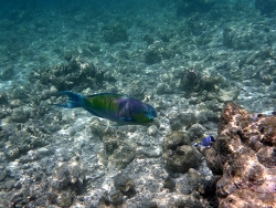 Foto: Safari Island, Malediven Foto: Safari Island, Malediven