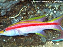 Foto: Kokosinsel, Costa Rica Foto: Kokosinsel, Costa Rica