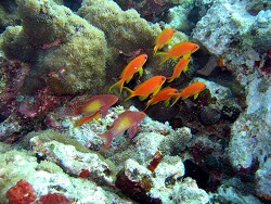 Pseudanthias squamipinnis, Mänchen und Weibchen, copyright by Aitsch-Pi Pseudanthias squamipinnis, Mänchen und Weibchen, copyright by Aitsch-Pi