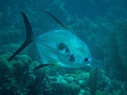 Kurznasenmakrele, Trachinotus falcatus Kurznasenmakrele, Trachinotus falcatus