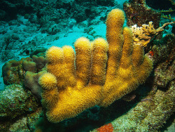 Hornkoralle, Briareum asbestinum Hornkoralle, Briareum asbestinum