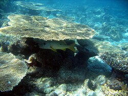 Lutjanus ehrenbergi, MLE - Thudufushi - Hausriff, Copyrigjt by Aitsch-Pi Lutjanus ehrenbergi, MLE - Thudufushi - Hausriff, Copyrigjt by Aitsch-Pi