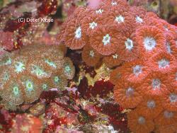 Blastomussa merleti Blastomussa merleti