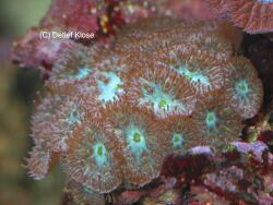 Blastomussa merleti Blastomussa merleti