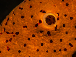 Rauhporiger Seilschwamm, Aplysina cauliformis Rauhporiger Seilschwamm, Aplysina cauliformis