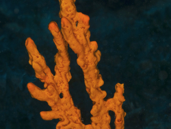 Geweihschwamm, Axinella cannabina Geweihschwamm, Axinella cannabina