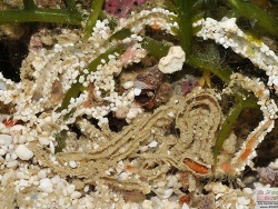 Terbellidae Terbellidae