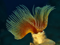 Kalkröhrenwurm, Serpula vermicularis Kalkröhrenwurm, Serpula vermicularis