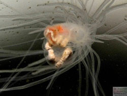 Terebellidae Terebellidae