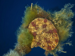 Wunderanemone, Alicia mirabilis Wunderanemone, Alicia mirabilis