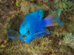 Pfauen-Demoiselle, Pomacentrus pavo Pfauen-Demoiselle, Pomacentrus pavo