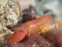 Algae -tube Snapping Shrimp (Alpheus frontalis Algae -tube Snapping Shrimp (Alpheus frontalis