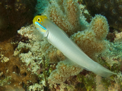 Goldstirn-Schläfergrundel, Valenciennea strigata Goldstirn-Schläfergrundel, Valenciennea strigata
