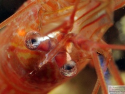 Lysmata wurdemanni Lysmata wurdemanni