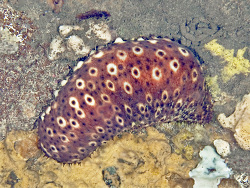 Seegurke, Holothuria (Platyperona) sanctori Seegurke, Holothuria (Platyperona) sanctori
