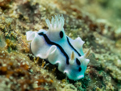Loch's Chromodoris Loch's Chromodoris