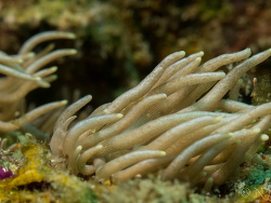 Phyllodesmium briareum Phyllodesmium briareum